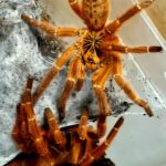 Pterinochilus murinus RCF (Orange Baboon Tarantula) Female 6-7cm