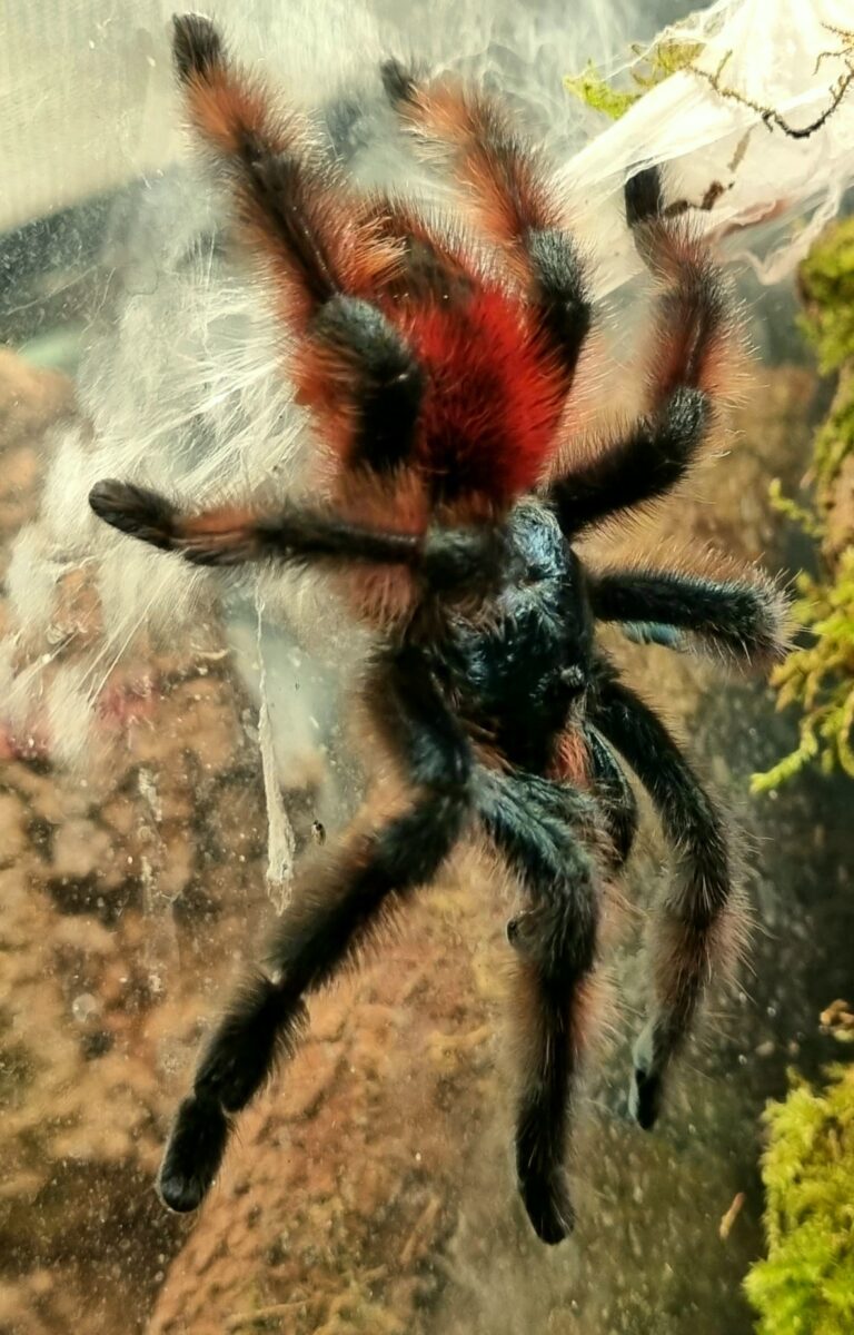 Caribena versicolor