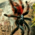 Caribena versicolor - Antilles pinktoe Sling
