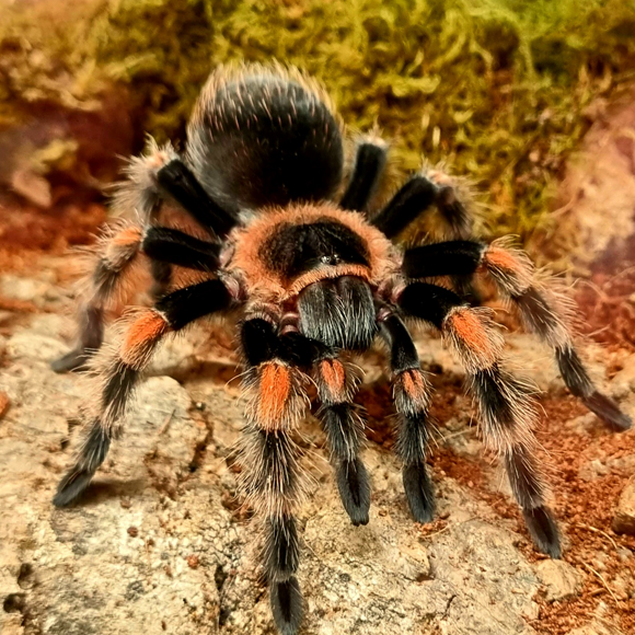 Brachypelma Smithi