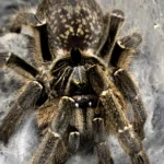 Ceratogyrus darlingi (Rear Horned Baboon) Sling 1-2cm