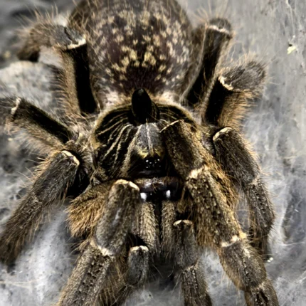 Ceratogyrus darlingi (Rear Horned Baboon) Sling 1-2cm