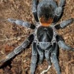 Homoeomma chilensis (Chile Flame) Sling 0.5-1cm