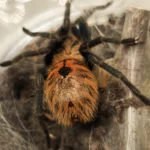 Win the tarantula equivalent of a sports car with legs!