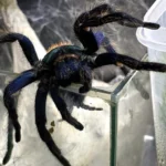 Chromatopelma cyaneopubescens (Green Bottle Blue) 7+cm