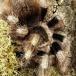 Nhandu coloratovillosus (Brazilian Black & White) Sling 2cm