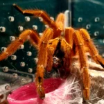 Pterinochilus murinus RCF (Orange Baboon Tarantula) 1-2cm