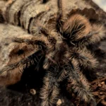 Tliltocatl albopilosus (Curly Hair) 8cm