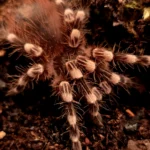 Acanthoscurria geniculata (Brazilian White Knee) 5cm