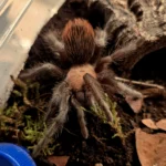 Brachypelma Albiceps - Golden Red Rump Juvenile