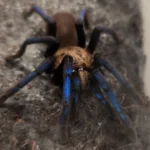Birupes simoroxigorum (Neon Blue Leg) 7-8cm