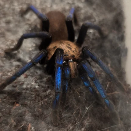 Birupes simoroxigorum (Neon Blue Leg) 2cm