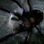 Chilobrachys natanicharum (Electric Blue Earth Tiger) 4-5cm