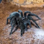 Grammostola pulchra (Brazilian Black) 2cm