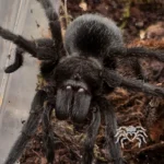 Grammostola pulchra (Brazilian Black Tarantula) tarantula