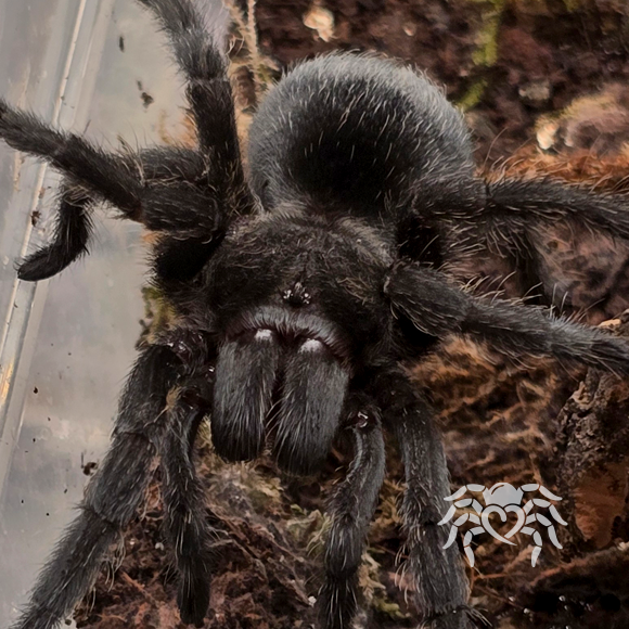Grammostola pulchra