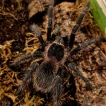 Lasiodora klugi (Bahia Scarlet Birdeater) 9cm