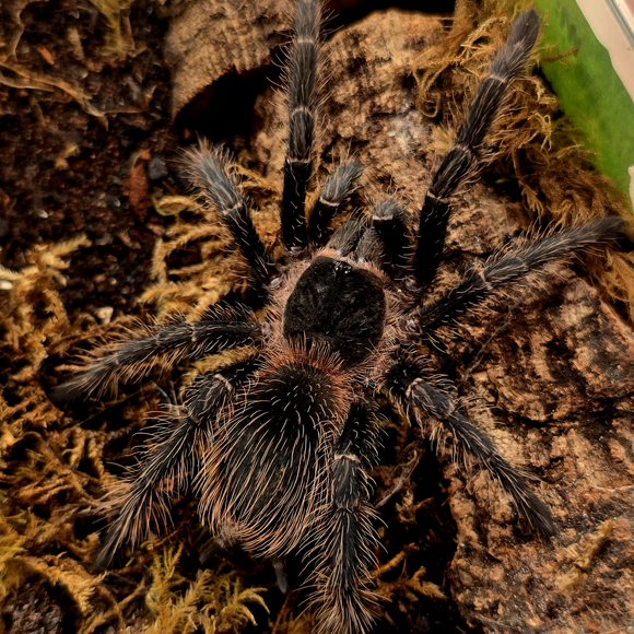 l-klugi-shop-image Lasiodora klugi (Bahia Scarlet Birdeater) 9cm - Image 1