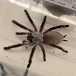 Monocentropus balfouri (Socotra Island blue baboon) 7cm