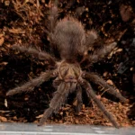 Phormictopus auratus (Cuban Gold) 4-5cm
