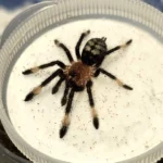 Psalmopeus irminia (Venezuelan Suntiger) Slings 1cm