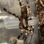 Poecilotheria regalis (Indian Ornamental)