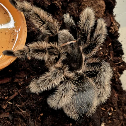 Tlitocatl albopilosus (Curly Hair) Adult Female