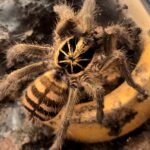 Neoholothele fasciaaurinigra (Bumblebee Tarantula) tarantula