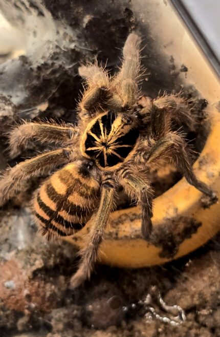Neoholothele fasciaaurinigra (Bumblebee Tarantula) tarantula