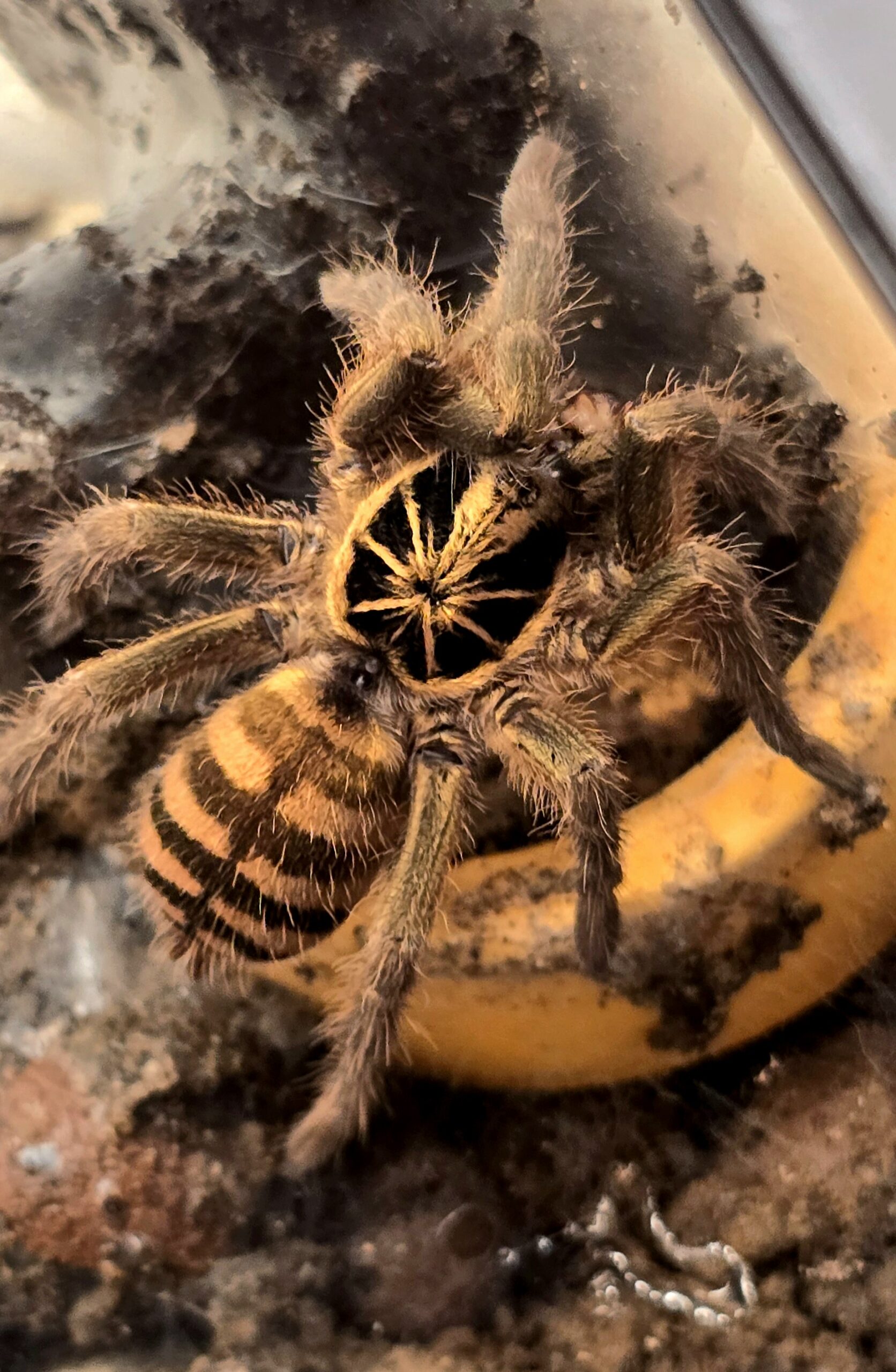 Neoholothele fasciaaurinigra Neoholothele fasciaaurinigra (Bumblebee Tarantula) tarantula