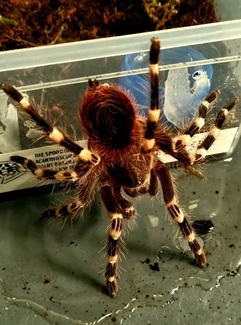 Acanthoscurria geniculata - Stig