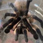 WIN! A Female sub-adult Monocentropus balfouri