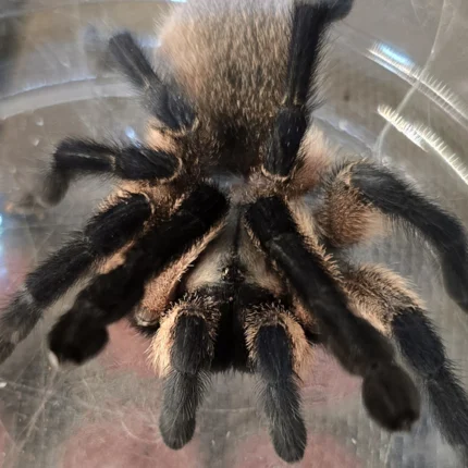 Monocentropus balfouri (Socotra Island blue baboon) Adult Female