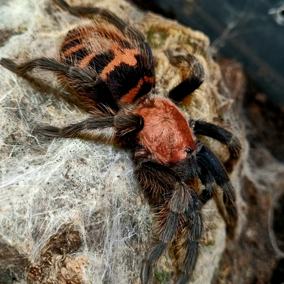 Davus pentaloris