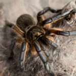Harpactira pulchripes (Golden Blue-legged Baboon Tarantula) tarantula