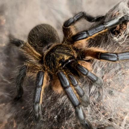 Harpactira pulchripes (Golden Blue-legged Baboon Tarantula) tarantula