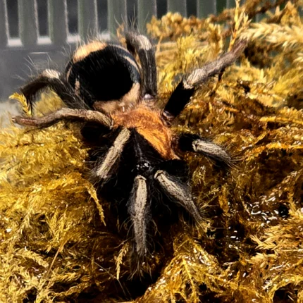 Cyriocosmus elegans (Trinidad Dwarf Tiger Tarantula) tarantula