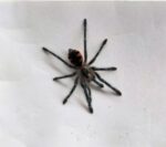 Pamphobeteus sp. “machala” tarantula