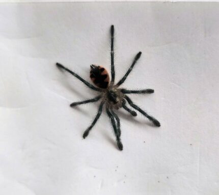 Pamphobeteus sp. “machala” tarantula