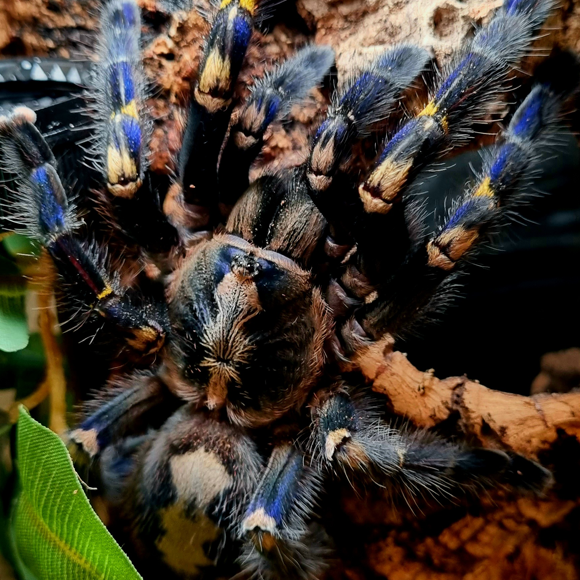 Poecilotheria metallica