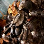 Poecilotheria miranda (Bengal Spotted Ornamental Tarantula) tarantula