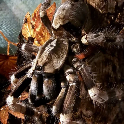 Poecilotheria miranda (Bengal Spotted Ornamental Tarantula) tarantula