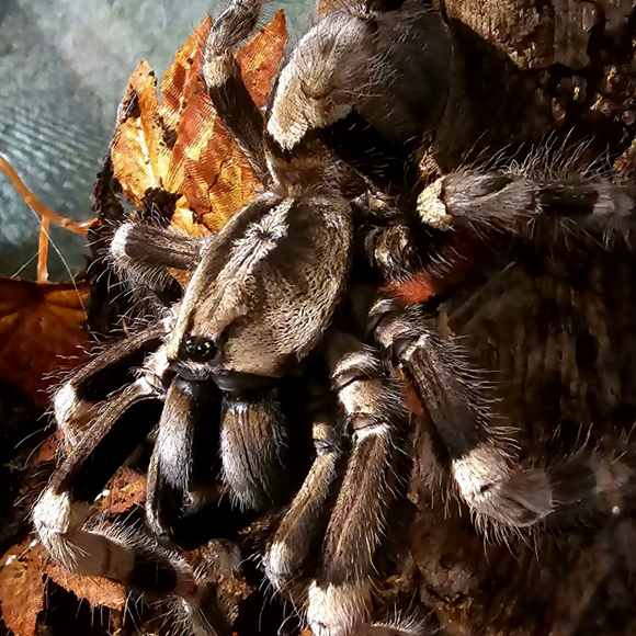 Poecilotheria miranda