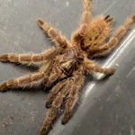 Pterinochilus murinus (TCF) - Usamburu Baboon 6cm