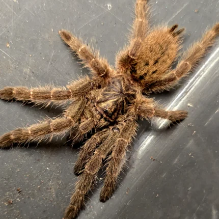 Pterinochilus murinus TCF (Orange Baboon Tarantula) tarantula