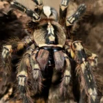 Poecilotheria ornata (Fringed Ornamental Tarantula) tarantula