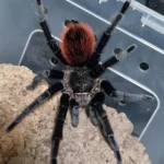 Tliltocatl vagans (Mexican Red Rump Tarantula) tarantula