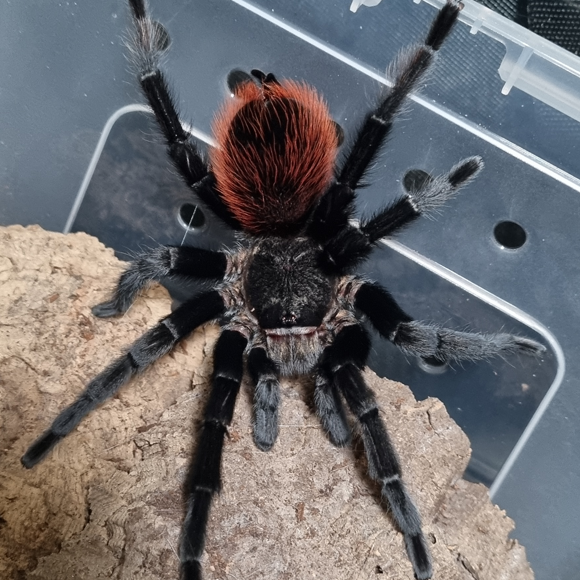 Tliltocatl vagans