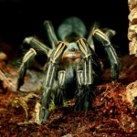 Aphonopelma seemanni (Costa Rican Zebra Tarantula) tarantula