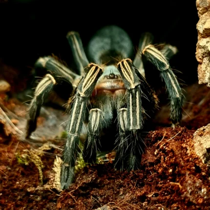 Aphonopelma seemanni (Costa Rican Zebra Tarantula) tarantula